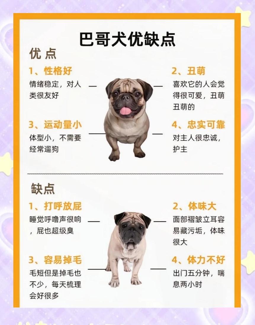 巴哥多少钱一只