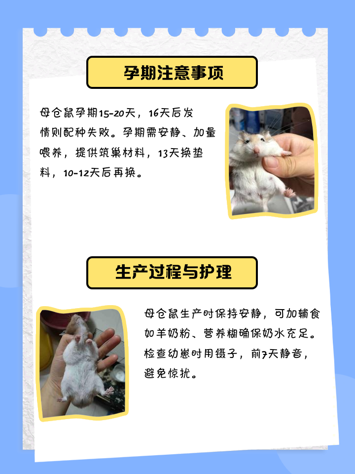 仓鼠生了宝宝该怎么养
